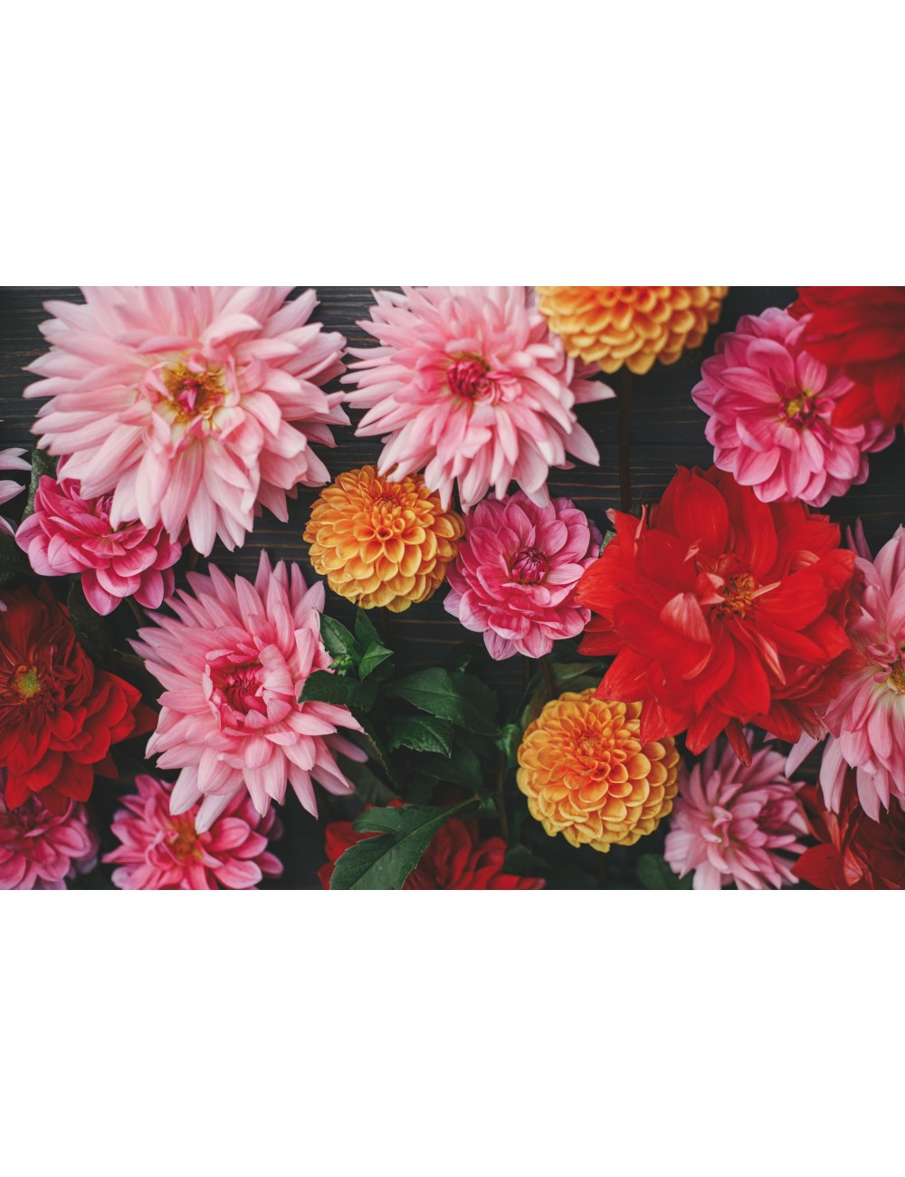 FETE DES DAHLIAS DE SELESTAT
