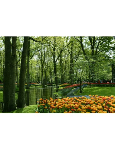LA HOLLANDE EN FLEURS