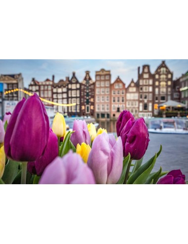 LA HOLLANDE EN FLEURS