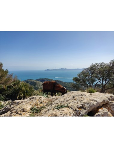 MAJORQUE : LA PERLE DES BALEARES