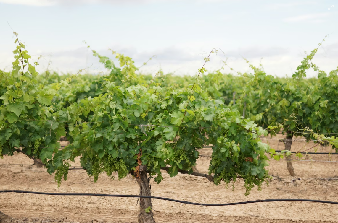 JOURNEE CHAMPAGNE ET...